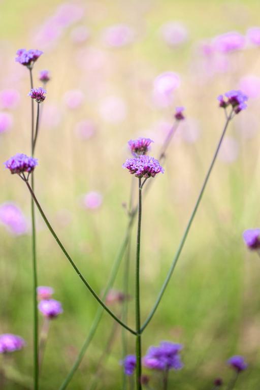 Verbena bonariensis, 'Vanity'
