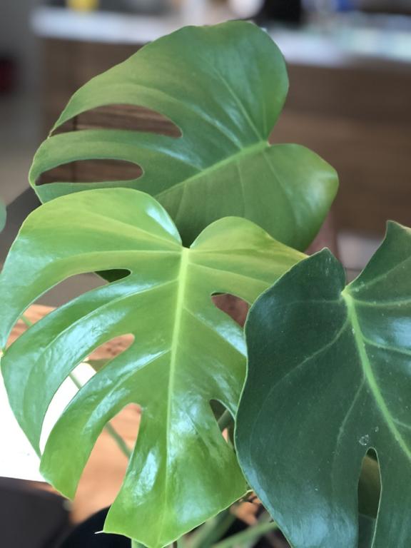 Monstera deliciosa, 'Tauerii'