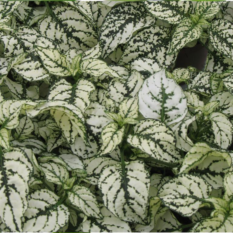 Hypoestes phyllostachya, 'Confetti Compact White'