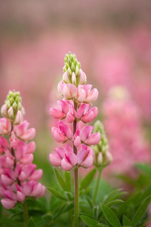 Lupinus hartwegii, 'Avalune Pink'