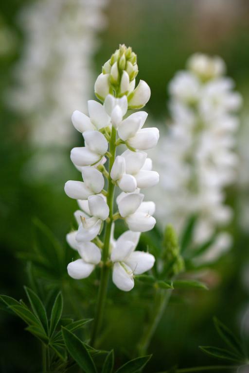Lupinus hartwegii, 'Avalune White'