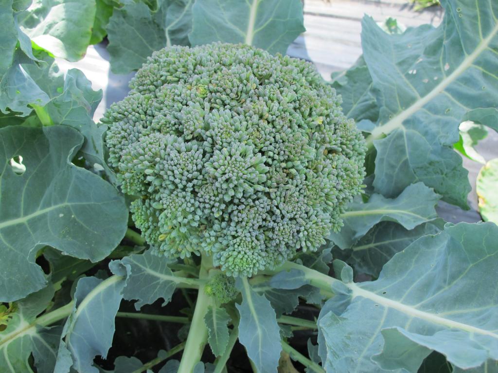 Calabrese, 'Gemini', F1 Hybrid