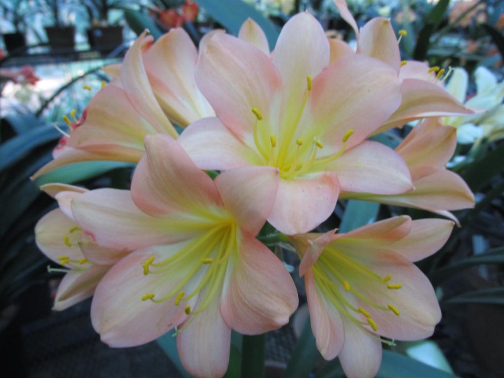 Clivia miniata, 'Specially Selected', 'Pink Symphony'