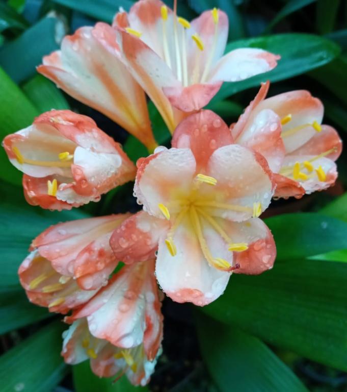 Clivia miniata, 'Specially Selected', 'Ghost'