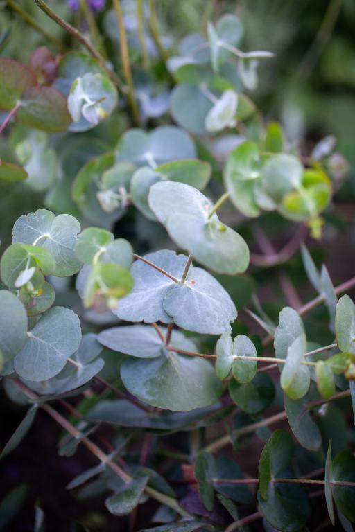 Eucalyptus cinerea, 'Silver Dollar'