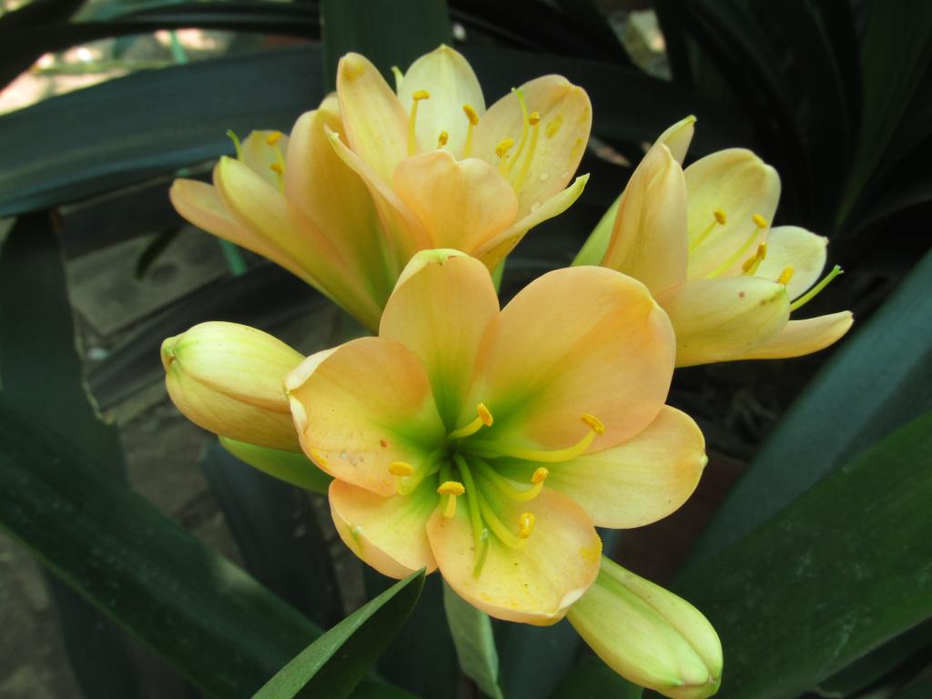 Clivia miniata, 'Specially Selected', 'Tipperary Peach'