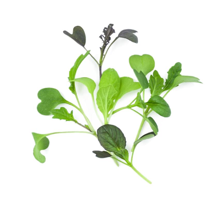 Microgreens, 'Micro Spicy Mix'