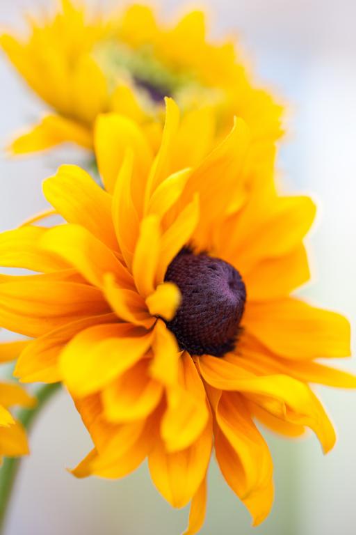 Rudbeckia hirta, 'Goldilocks'