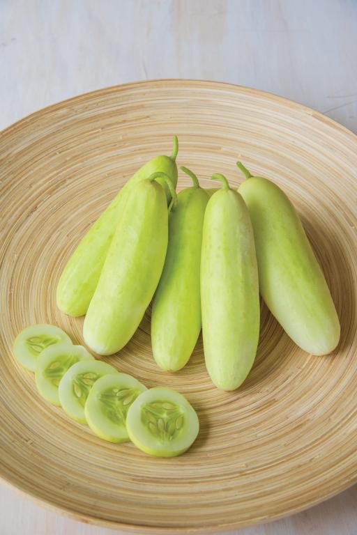 Cucumber, 'Honey Plus', F1 Hybrid