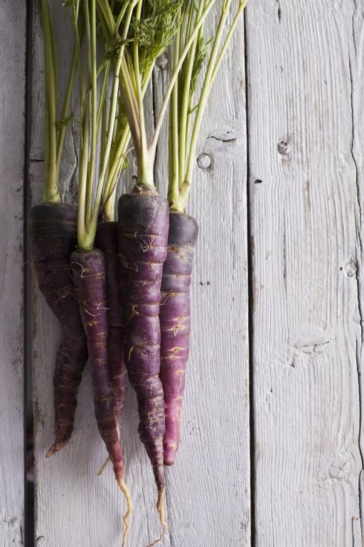 Carrot, 'Purple Sun', F1 Hybrid