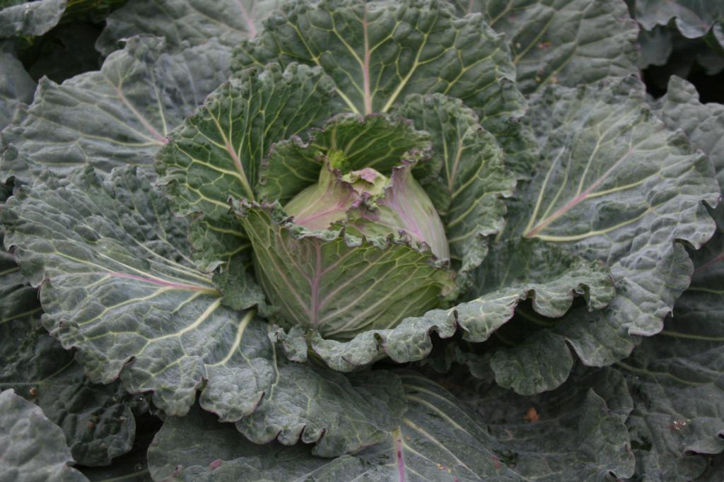 Cabbage, Winter & Ballhead, 'Marabel', F1 Hybrid