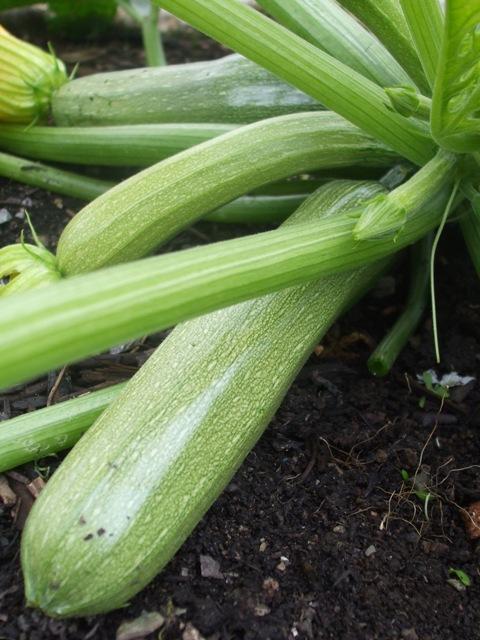 Courgette, 'Genovese'