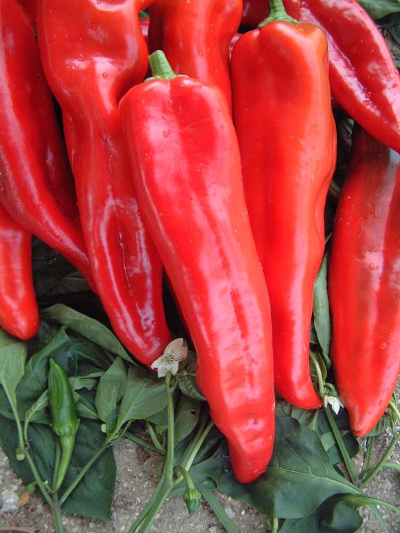 Capsicum, Sweet Pepper, 'Thor', F1 Hybrid