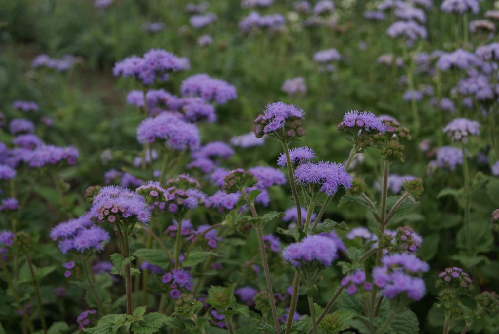 Ageratum houstonianum, 'Dondo Blue'