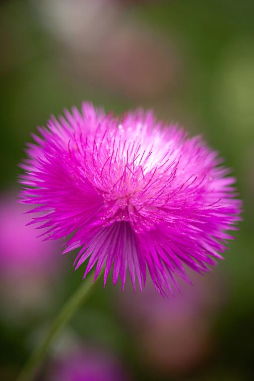 Amberboa moschata, 'Splendens'