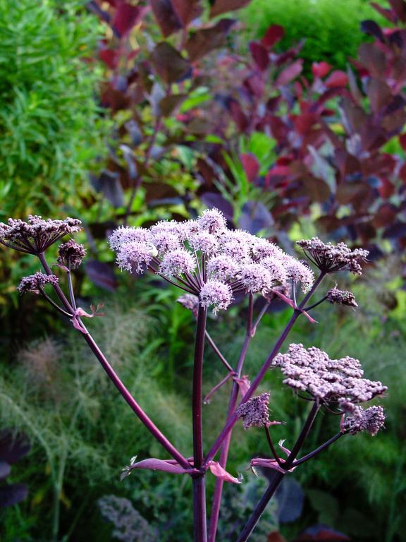 Angelica sylvestris, 'Ebony'