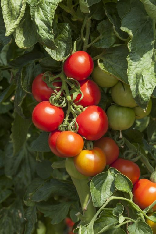 Tomato, 'Cocktail Crush', F1 Hybrid