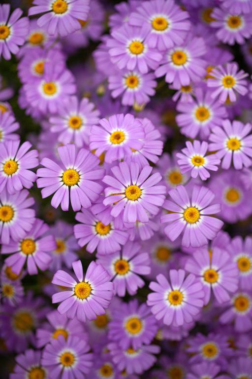 Brachyscome iberidifolia, 'Little Missy'