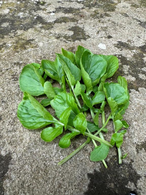 American or Land Cress