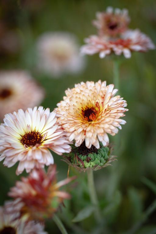 Calendula officinalis, 'Pygmy Buff'