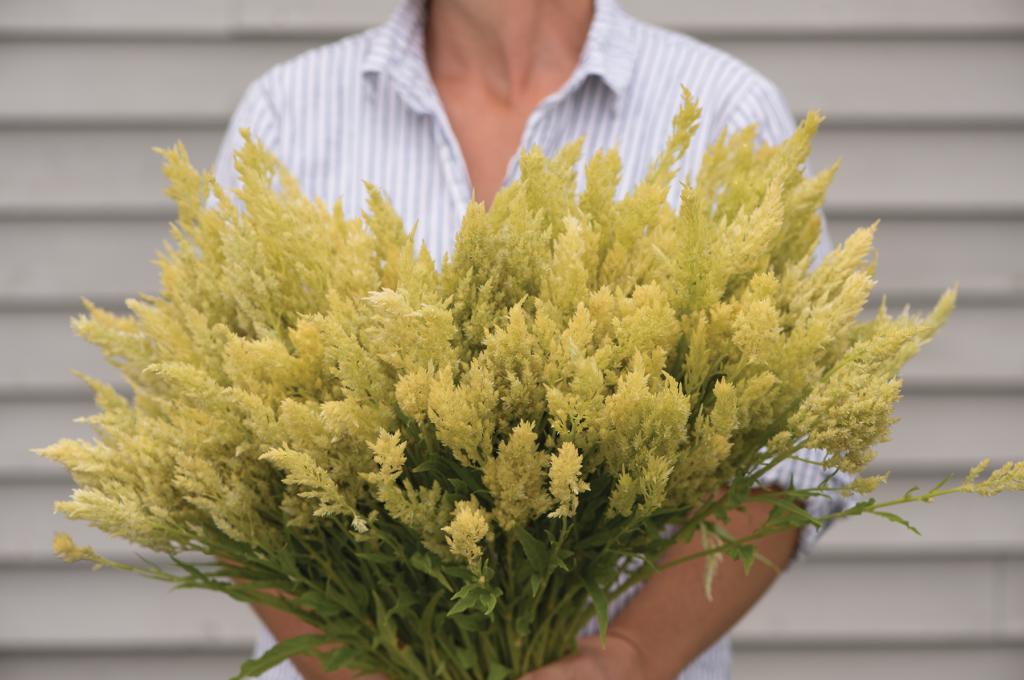 Celosia argentea var. plumosa, 'Sylphid'