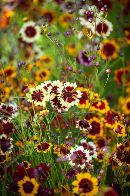 Coreopsis x hybrida, 'Incredible Series', 'Incredible Dwarf Mix'