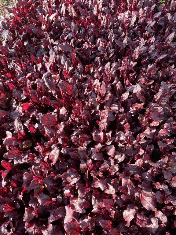 Bull's Blood (or Beetroot Leaf), 'Atlanta Red'