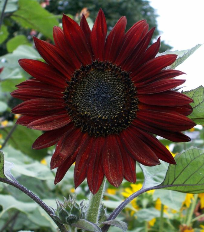 Helianthus annuus, 'Chocolate'