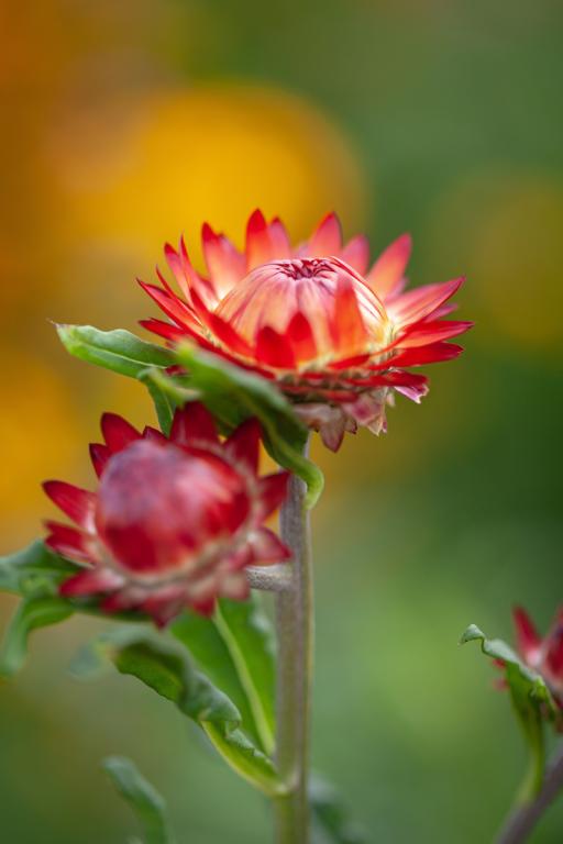 Helichrysum bracteatum, Copper Red