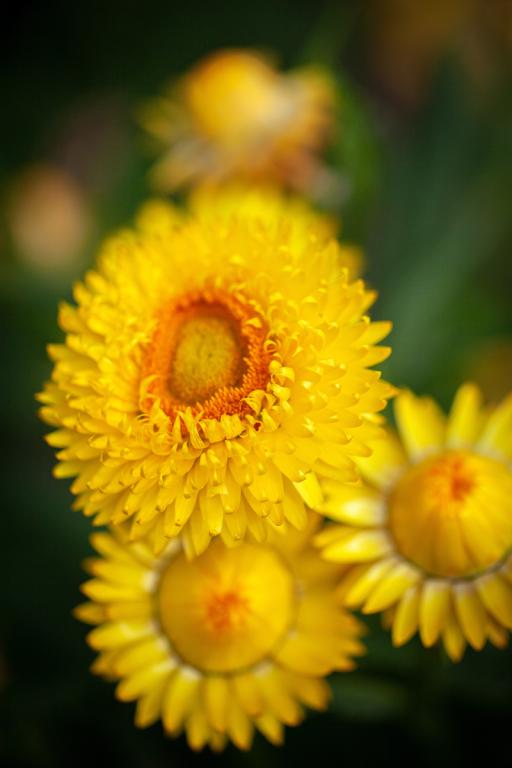 Helichrysum bracteatum, Lemon Yellow