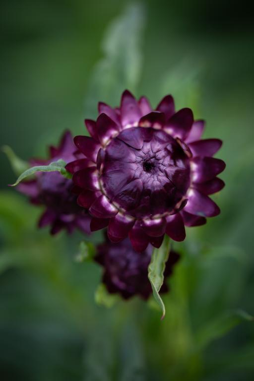 Helichrysum bracteatum, Purple Red