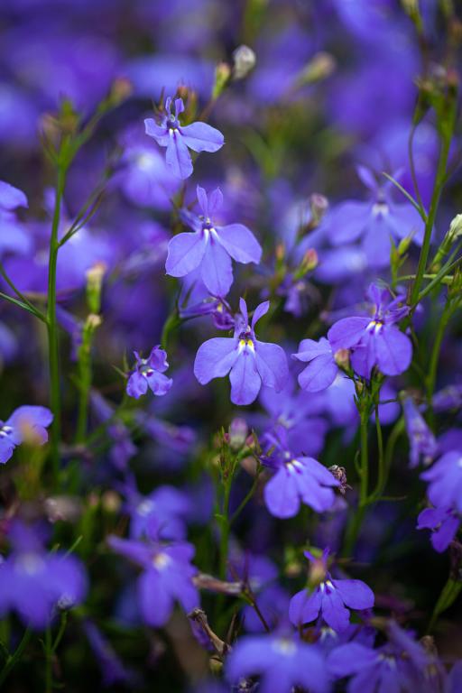 Lobelia erinus pendula, 'Lilac Cascade'