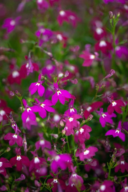 Lobelia erinus pendula, 'Ruby Cascade'