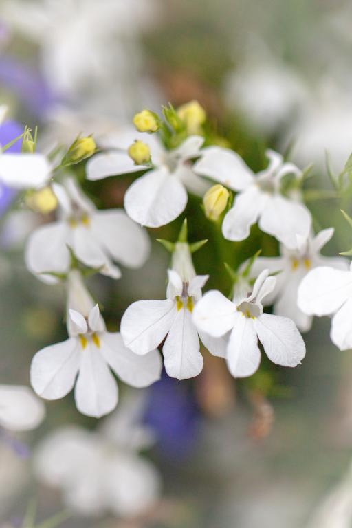 Lobelia erinus pendula, 'White Cascade'
