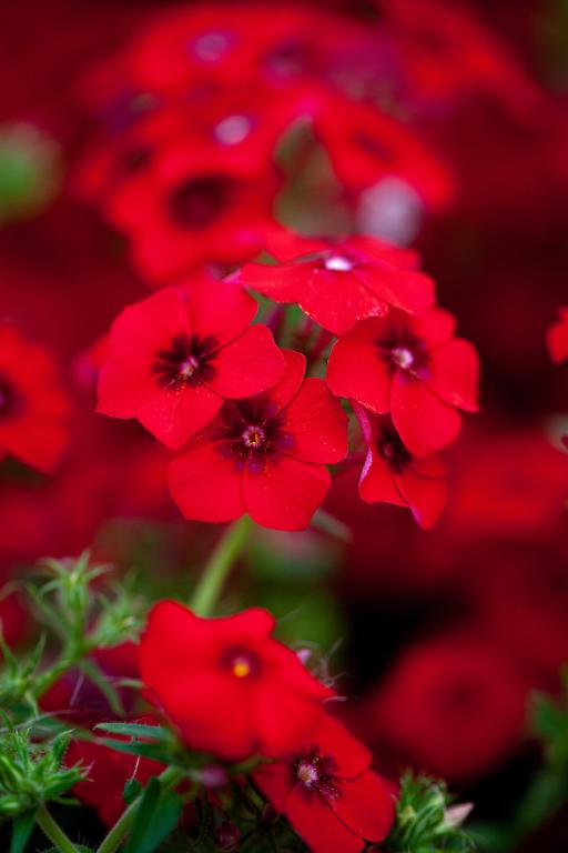 Phlox drummondii grandiflora, 'Coccinea'