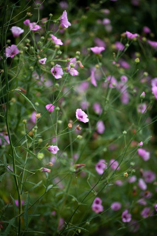 Althaea cannabina