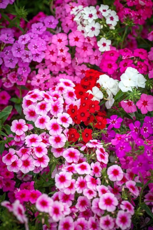 Phlox drummondii grandiflora, Tall Mixed