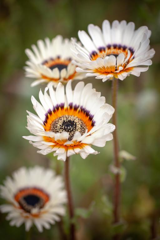 Arctotis fastuosa, 'White'