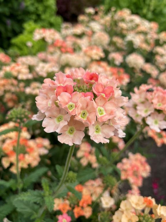 Verbena hybrida nana compacta, 'Apricot'