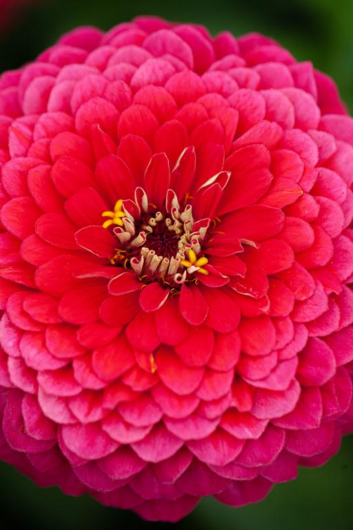 Zinnia elegans, 'Super Yoga Carmine'