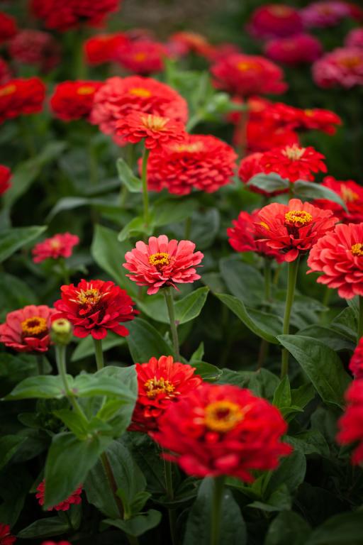 Zinnia elegans, Super Yoga Coral'