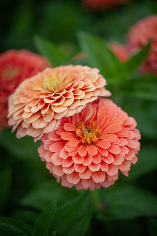 Zinnia elegans, 'Super Yoga Salmon Rose'