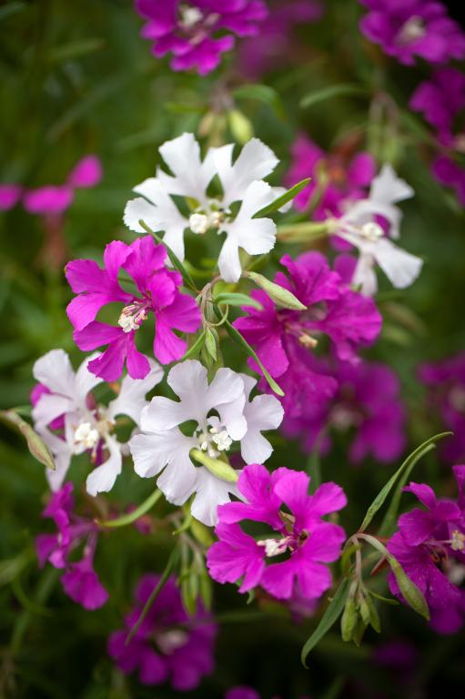 Clarkia pulchella, 'Arianne' Mixed