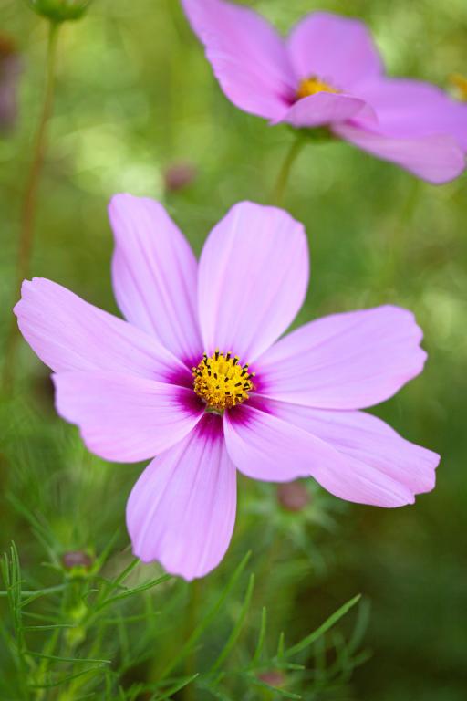 Cosmos bipinnatus, 'Candyfloss Pink Sunrise'