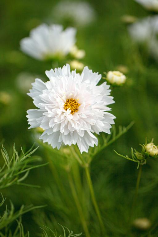 Cosmos bipinnatus, 'Double Dutch White'
