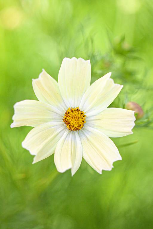 Cosmos bipinnatus, 'Kiiro'