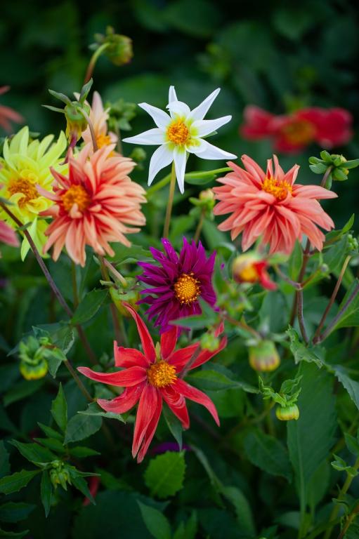 Dahlia, 'Dwarf Cactus Flowered Mix'