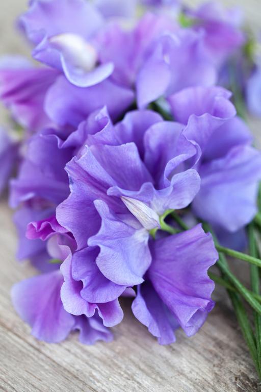 Lathyrus odoratus, 'Our Harry'