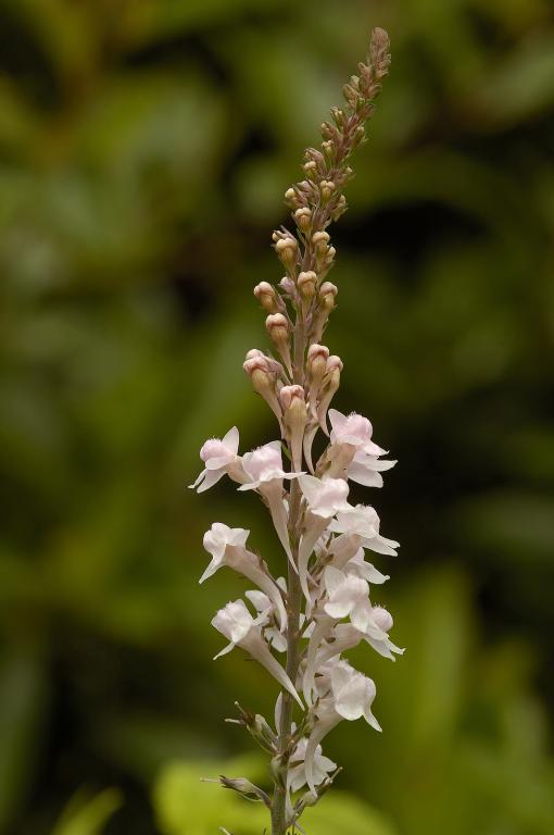 Linaria purpurea, 'Springside White'