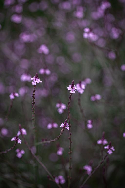 Verbena officinalis var. grandiflora, 'Bampton'